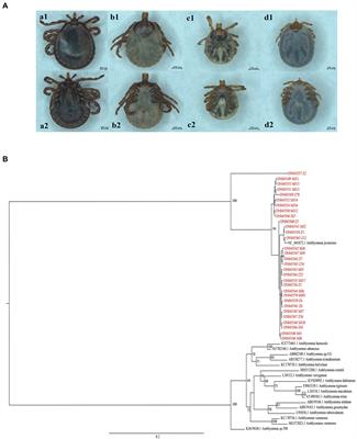 Detection of a novel Pestivirus strain in Java ticks (Amblyomma javanense) and the hosts Malayan pangolin (Manis javanica) and Chinese pangolin (Manis pentadactyla)